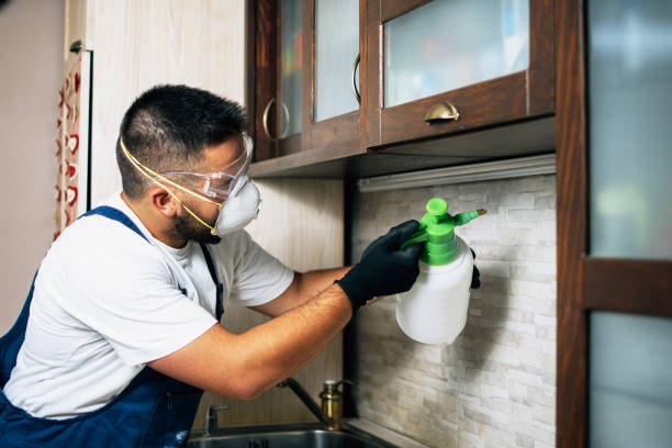 Best Wasp Removal Services  in Independence, KS