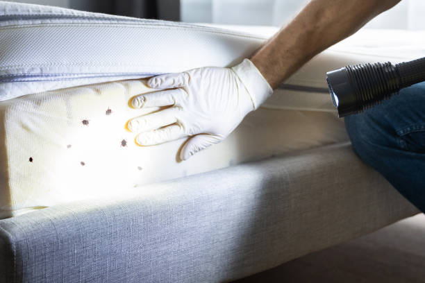 Best Flea Control Services  in Independence, KS
