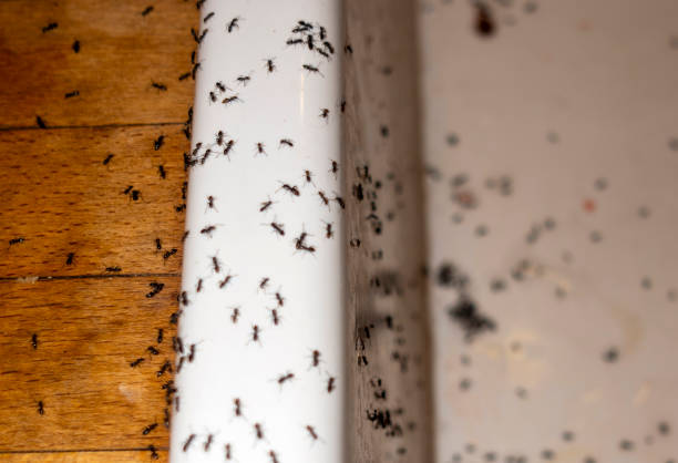 Best Commercial Pest Control Services  in Independence, KS