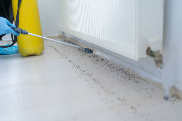 Best Termite Control Services  in Independence, KS